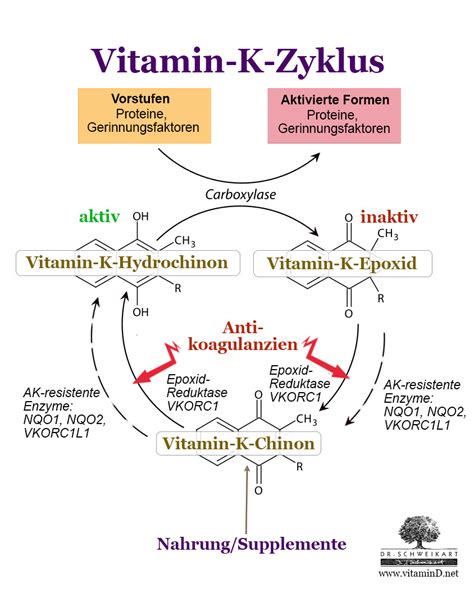 vitamin k wirkung.